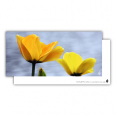 Postcard | Yellow tulip
